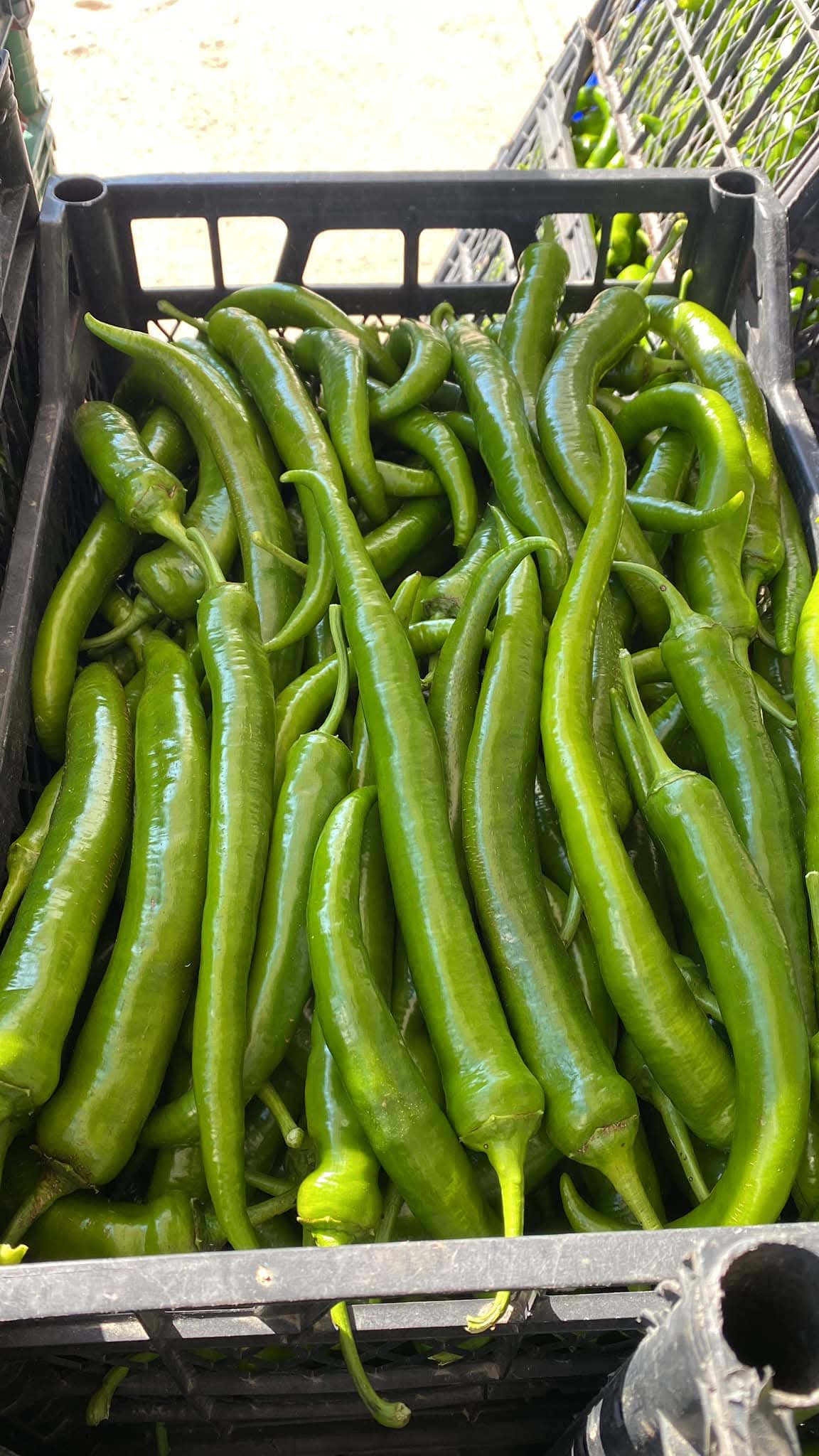 Sivri Biber Ürünleri